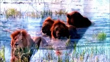 Male Lion Coalition: Brotherhood and Dominance on the Savanna
