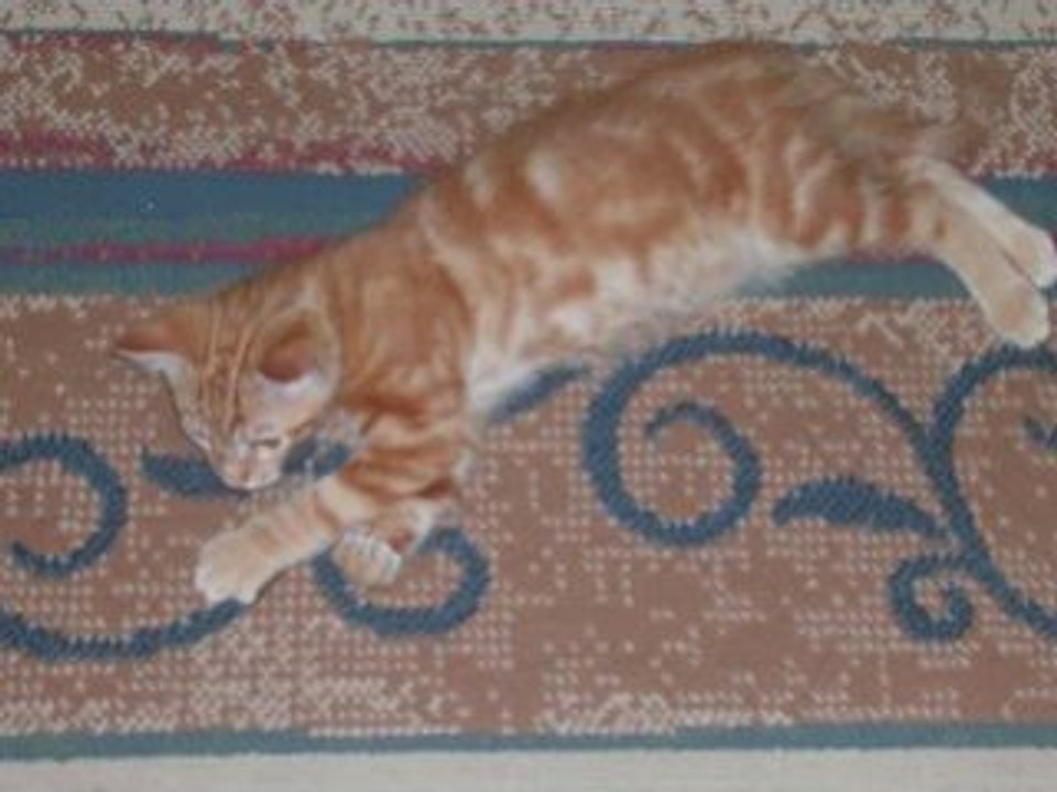 azrael le chat