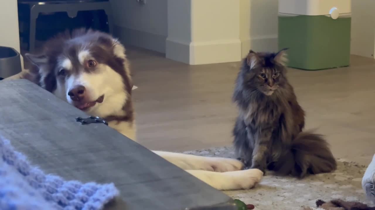 Alaskan Malamute Enjoys Sweet Grooming Session From Cat