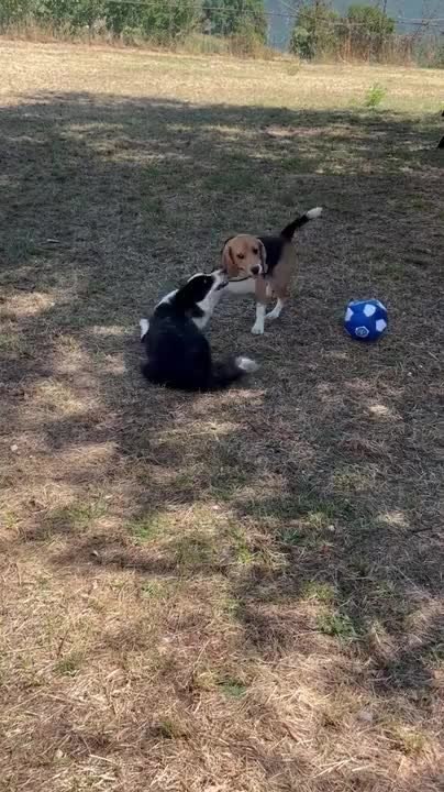Playful Beagle Tries to Get Dog to Play
