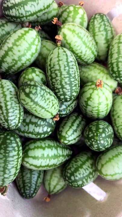 Cucamelon Mouse Melon