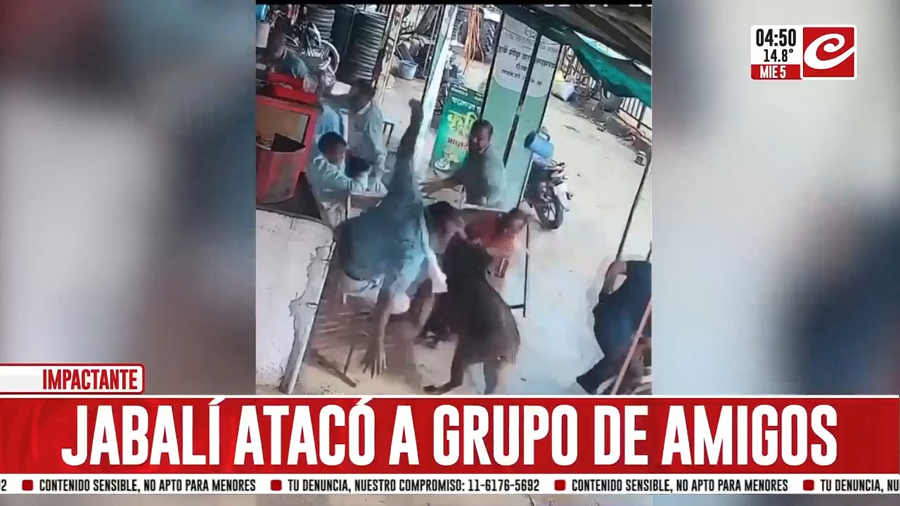 Jabalí furioso embiste a grupo de amigos en un bar de la India