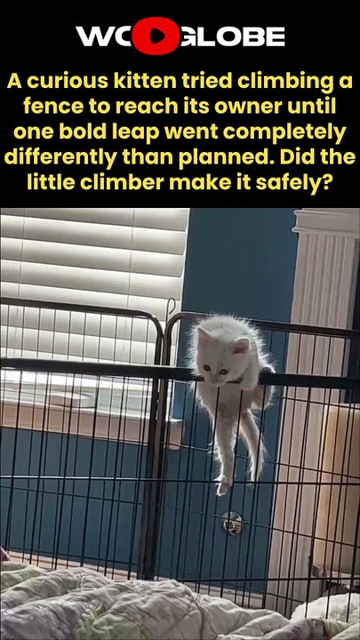 This Kitten's EPIC Fence Climb Ends in a Funny Fall