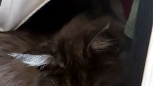 Cat fashion university is in ... the closet :) #cats #catlover #funnycats