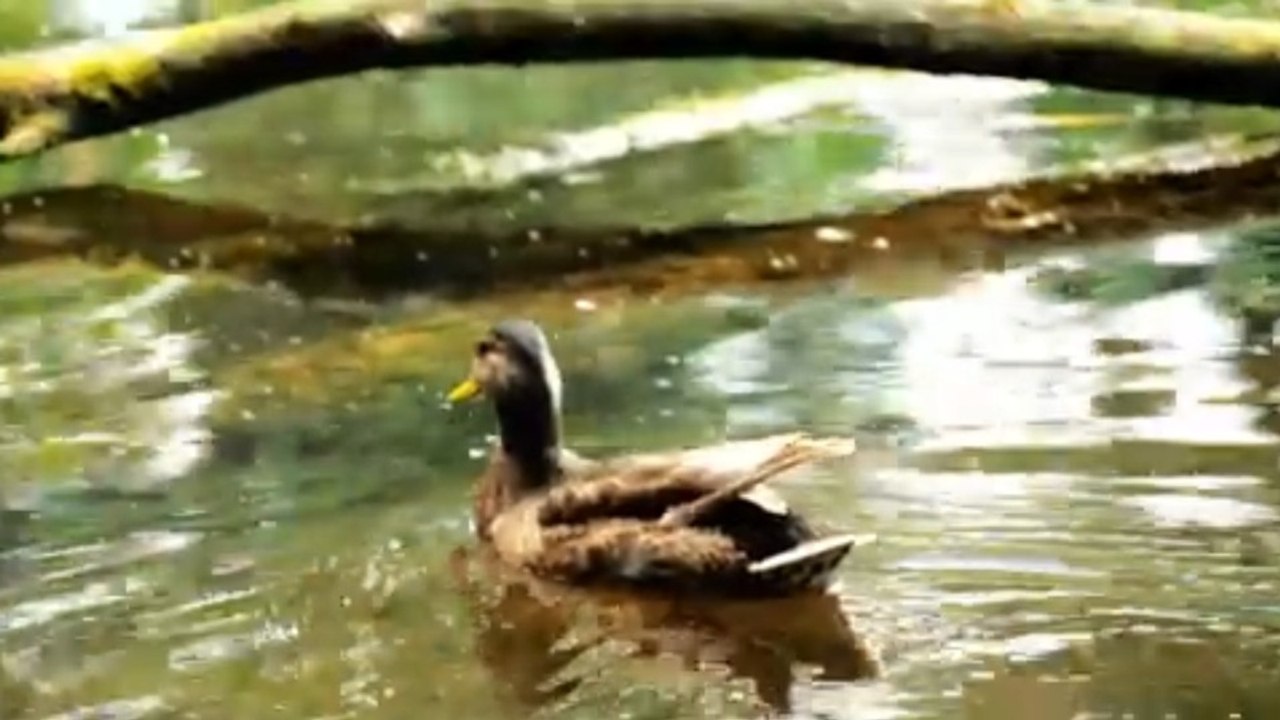 🦆 Patos Relajándose en el Agua 💙 | ASMR de Patos que te Hará Sonreír 😍