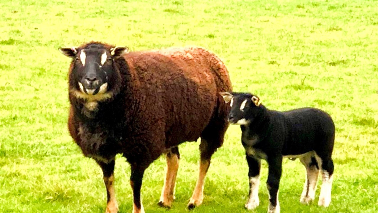 Rare UK sheep bred to have a badger face