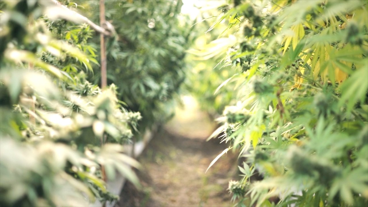 Cannabis may reverse brain aging in mice, study finds