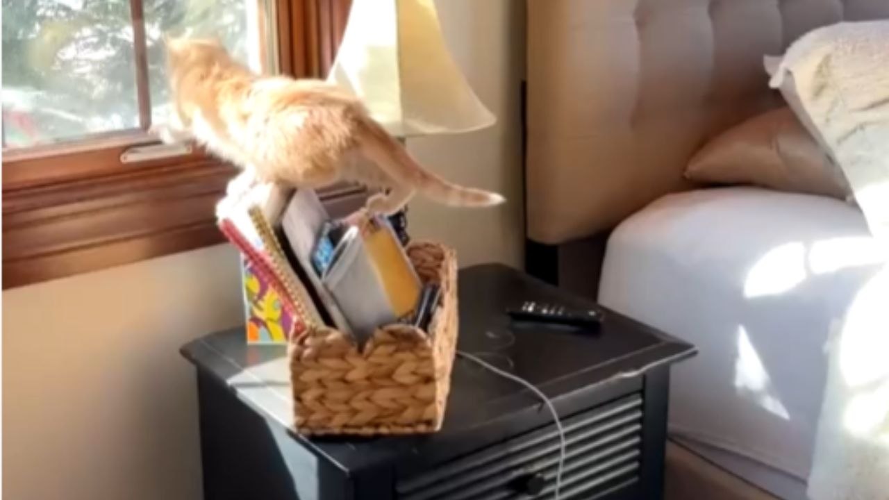 Rescue Kitten Tips A Basket And Scatters Items Across The Floor
