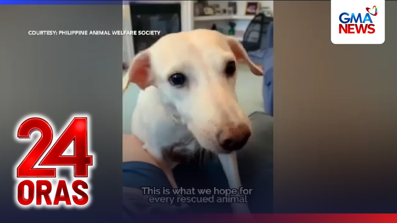 Aso na isasalang sana sa euthanasia, nasagip at inampon ng taga-Amerika | 24 Oras