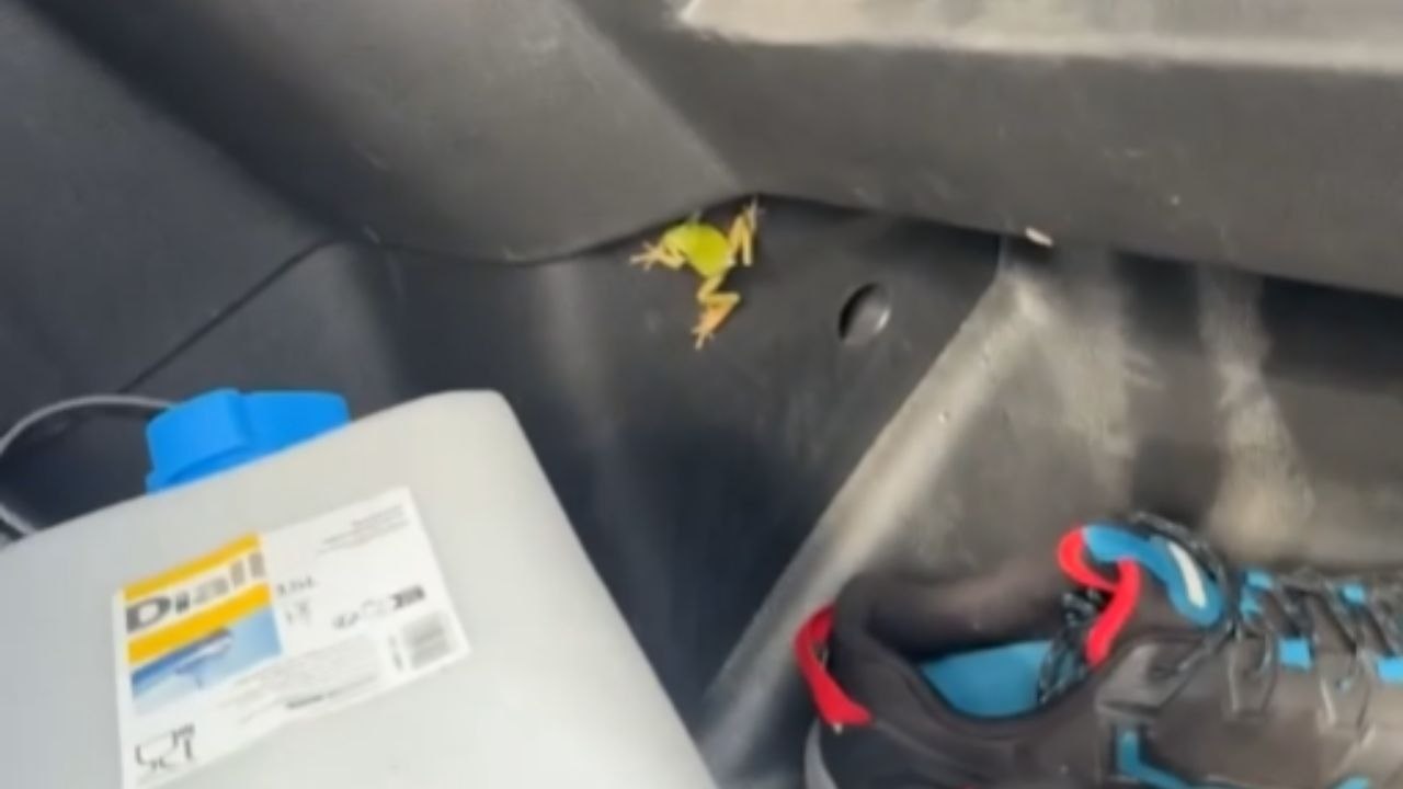 Driver Tries To Remove A Frog From His Truck