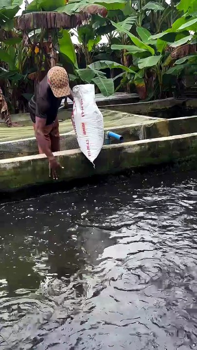 #capcut  #viral  #video  #catfish #farm