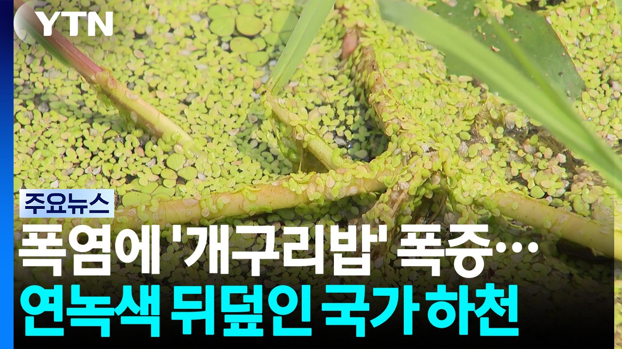 극한 폭염에 '개구리밥' 폭증...연녹색으로 뒤덮인 국가 하천 / YTN