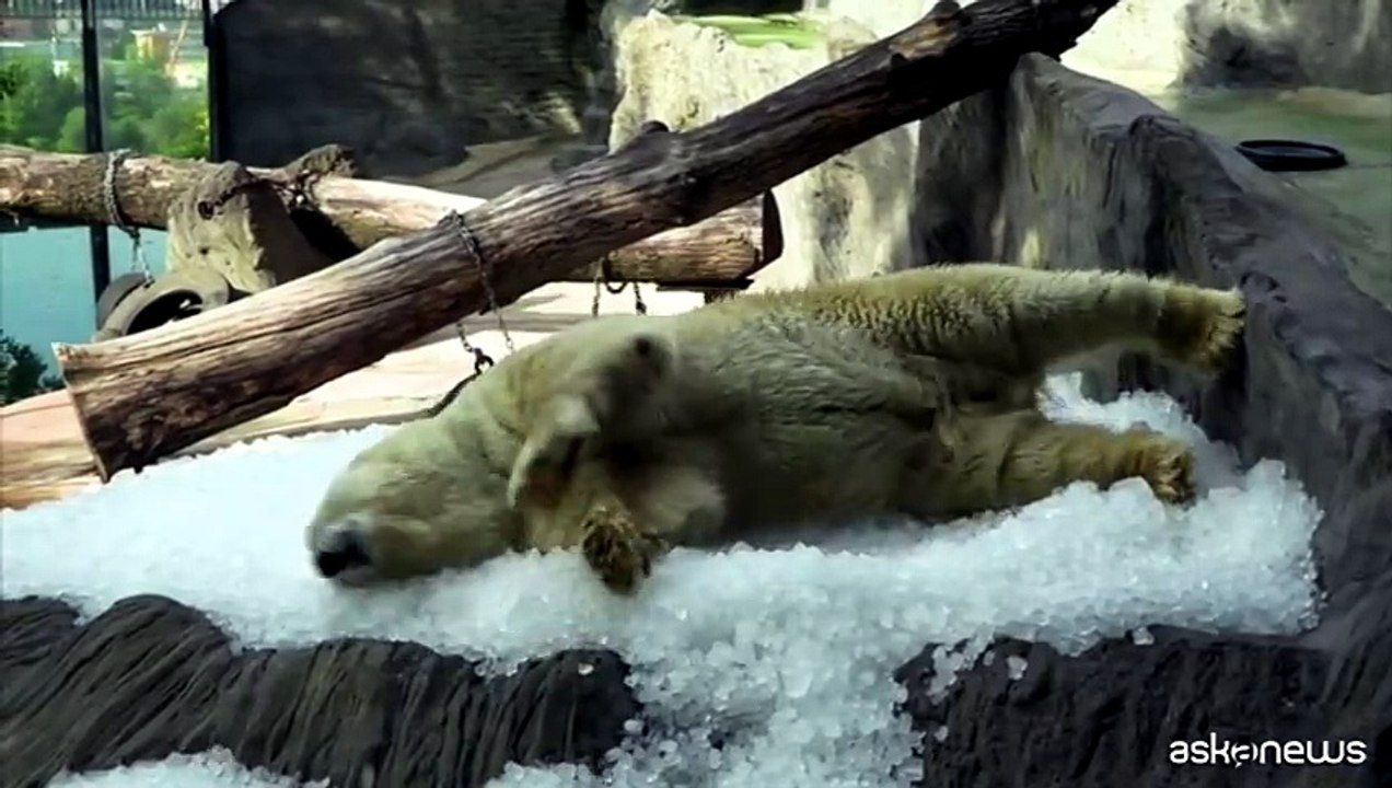 Gli orsi polari sfidano il caldo con ghiaccio e gelati allo zoo di Praga