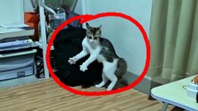 O PRÓXIMO PASSO DESSES GATOS É IMPOSSÍVEL DE PREVER 🔥