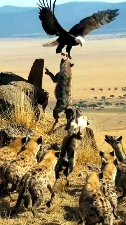 Unbelievable! Eagle Attacks Hyena Pack and Carries Away a Hyena Alive! 🦅😱