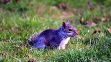 what squirrels don't like
