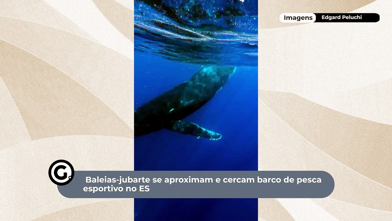 Baleias-jubarte se aproximam e cercam barco de pesca esportiva no ES