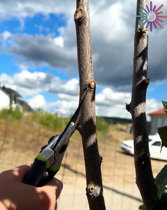 How to graft trees 101