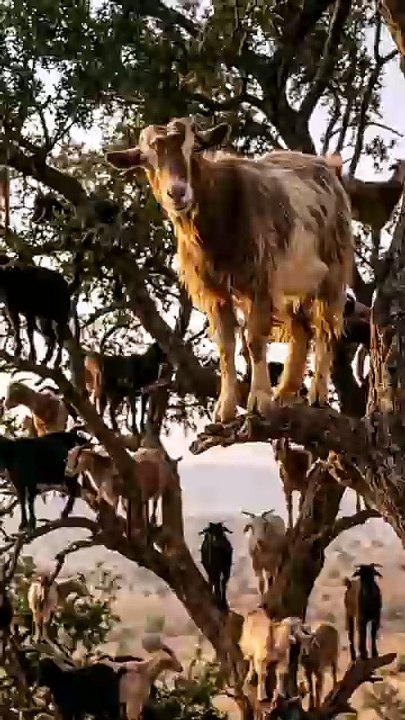 "This Looks Fake, But These Goats Really Live in Trees! 🐐🌳🤯 Why Are These Goats Climbing Trees? The Answer Will Surprise You! 🐐🌳😲 #Unbelievable #TreeClimbingGoats #NatureShorts #Wildlife #ZiguBaz Khyaa TV