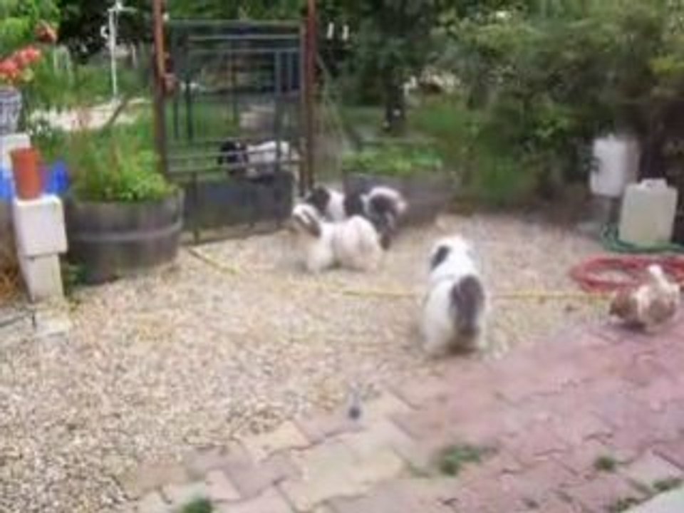 SSA42081les bebes de rewa a la récré