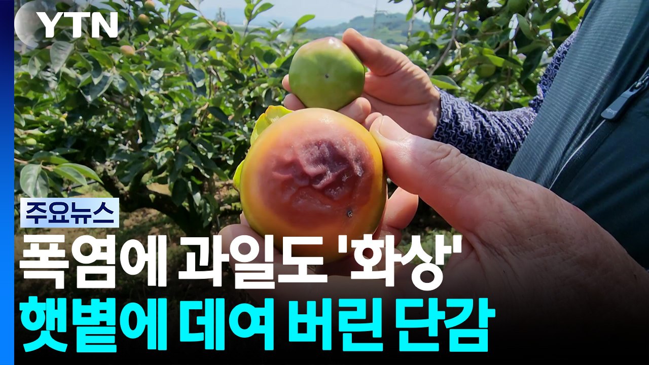계속되는 폭염에 과일도 '화상'...햇볕 데임 현상 / YTN