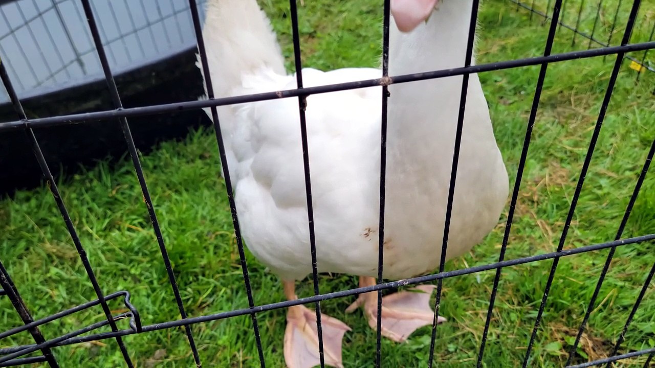 Lemonhope eventually finds lunch by the water bowl. | #SparklegleamFarm #Tooey #Lemonhope #farm #Lemongrab #goose #farmanimals #UNACCEPTABLE #cute