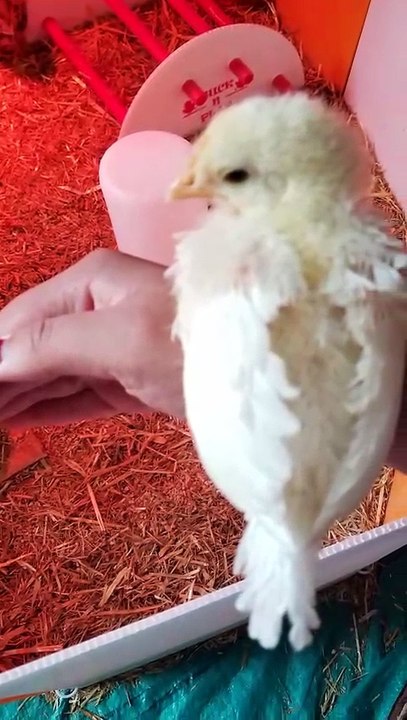New workout routine unlocked. | #SparklegleamFarm #Chicken #homestead #farmanimals #cute