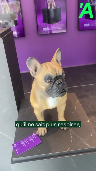 "La collection de malade", de Gaia, a fait escale à Eupen.