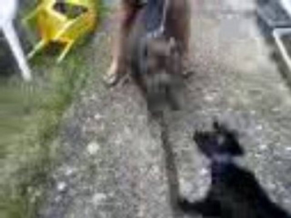 Ramses VS gizmo