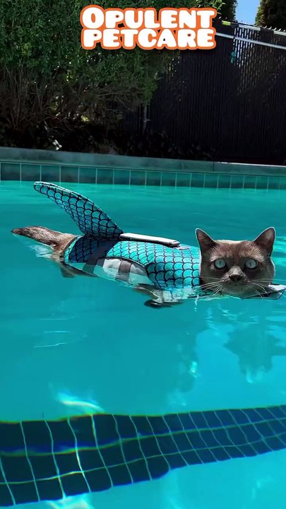 Pet Shark Fin Life Jacket for Dogs & Cats – Cute & Safe Swim Vest 🦈