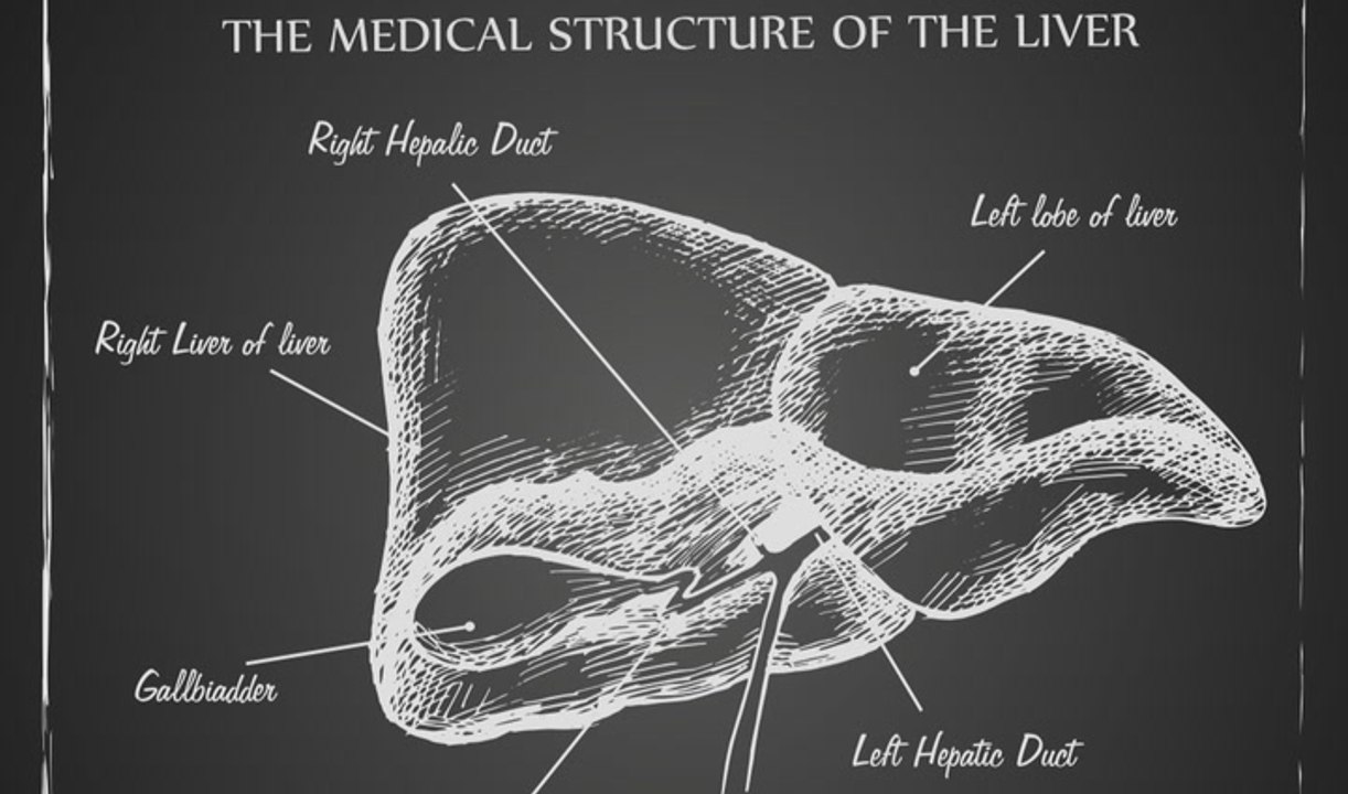 Liver Function, Failure And Disease