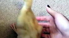 Spending a little time with DVD, soothing his nerves. | #SparklegleamFarm #DVD #DickVanDuck #homestead #duck #farmanimals #soft #cute