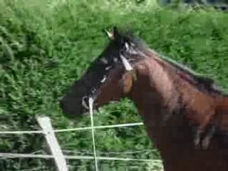 Montage Cambell Travail longe