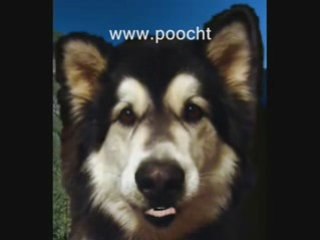 Dog Allergy Symptoms And Sicknesses