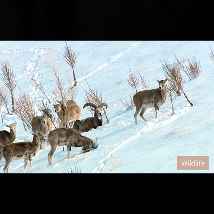 Lion King of jungle buffalo attack New latest unbelievable history of movies