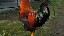 This Rooster Only Wakes Up ONE Kid 😂🐓