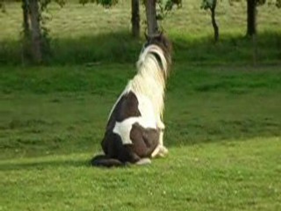 Calin Gratouille