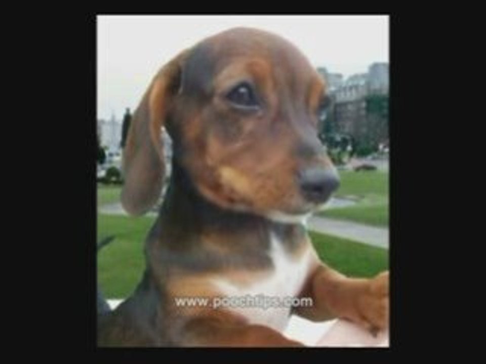 Puppies Dog Training Tips