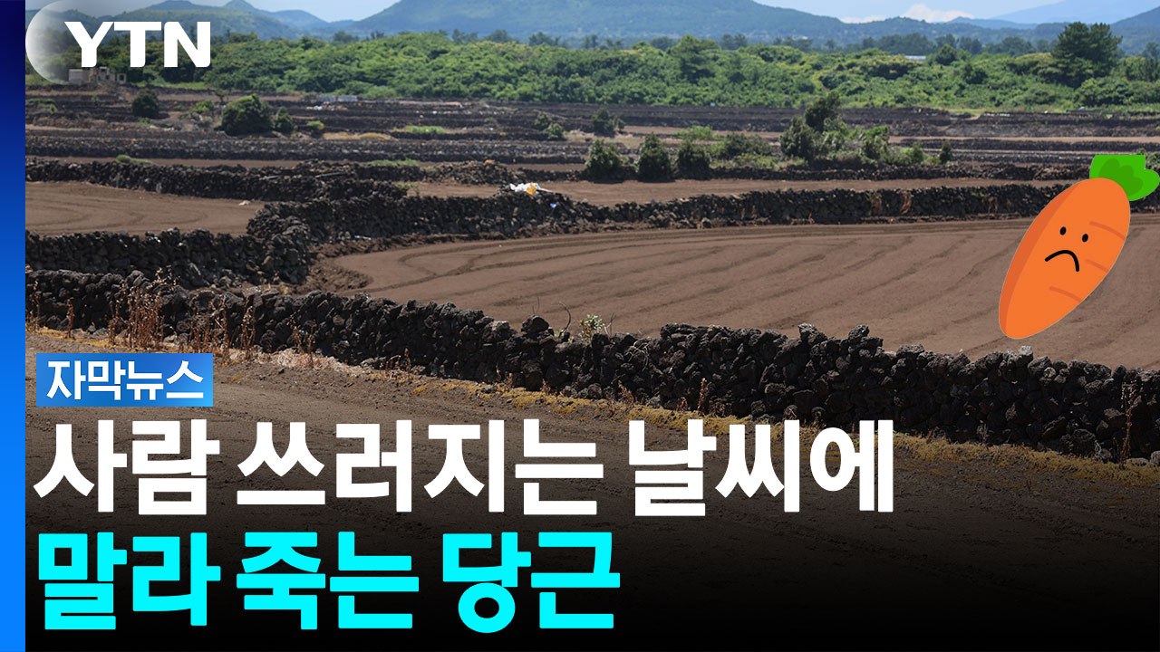 비상 걸린 제주 당근...최악의 가뭄 앞에 '직격탄' [자막뉴스] / YTN