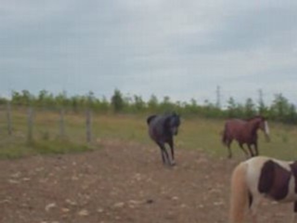Galilée et Fadarez au pré