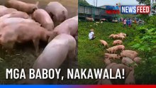 Mga baboy na nahulog mula sa tumumbang truck, pinagkaguluhan | GMA News Feed