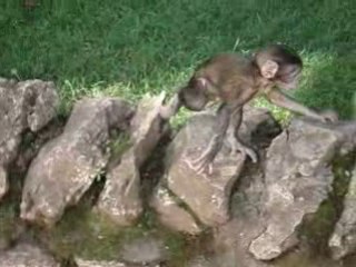 couple de singes avec bébé