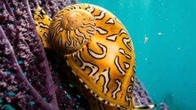 🐌🔥🌊 That beautiful shell isn't what you think.