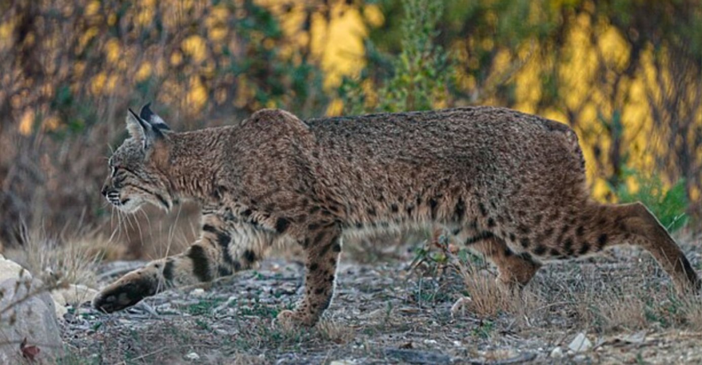 Bobcats Explored: Are They Really Dangerous?