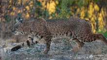 Bobcats Explored: Are They Really Dangerous?