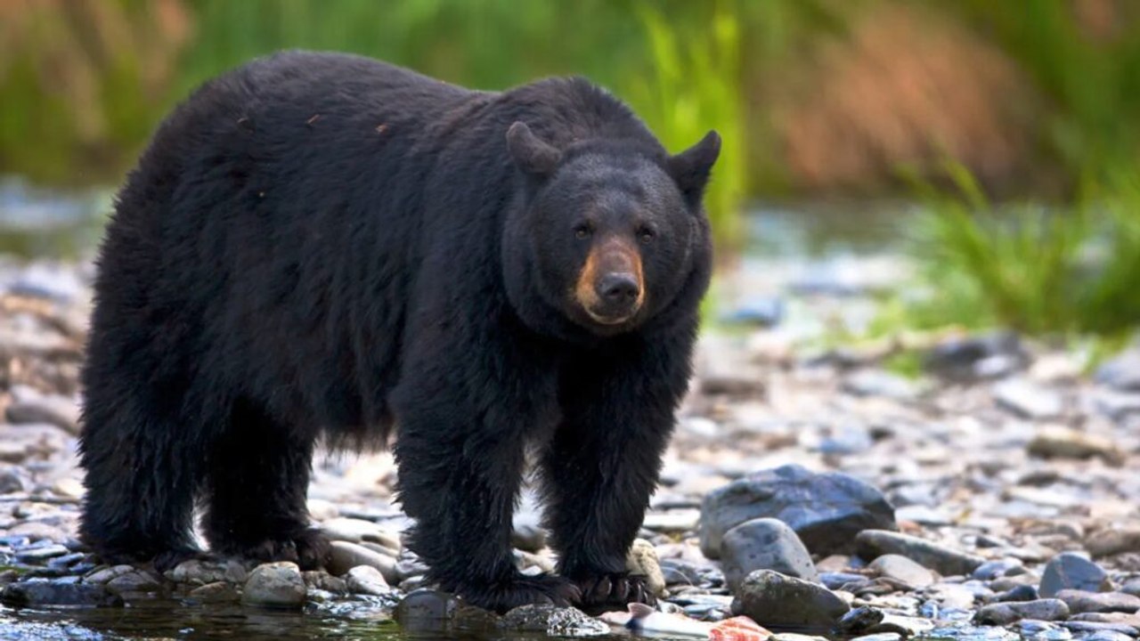 A closer look at the 12 least successful hunters in the animal kingdom