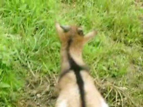 Toutes les biquettes