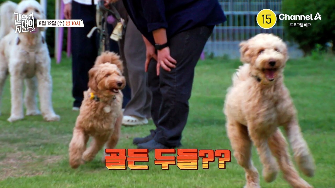 [예고] "골든두들이 여기 나올리가 없는데" 골든두들의 이중생활에 할 말을 잃은 강형욱