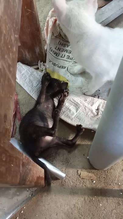 Resident White Cat Playfully Dominates Newly Adopted Tiny Black Kitten