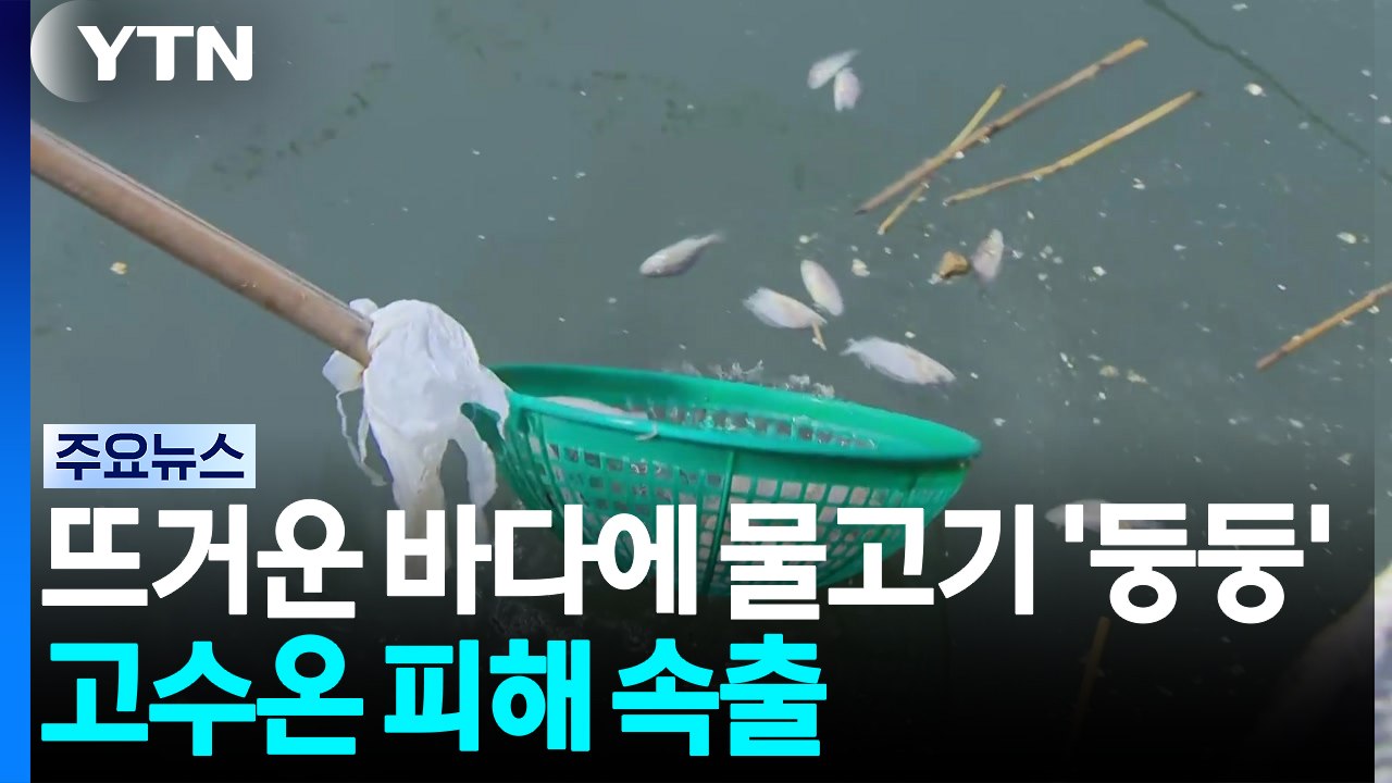 뜨거운 바다에 물고기 '둥둥'...고수온 피해 속출 / YTN